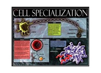 Her hücrenizde Nobel ödüllü elektrik santralleri olduğunu biliyor musunuz?