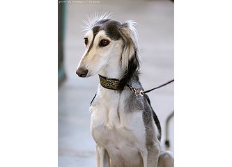 Postmodernizm Dostmodernizm Köpekler v.s v.s