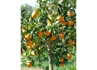 Karşı sokağımızdaki portakal ve mandalina ağaçları
