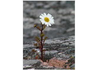 Umut