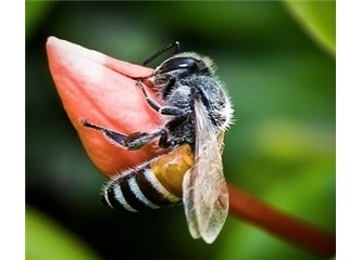 Küçücük bir arının yaptığını çok gelişmiş bir bilgisayar yapabilir mi?