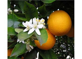 Portakal çiçeklerinin sahiciliği 