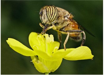 Ya arılar yeryüzünden kaybolursa?