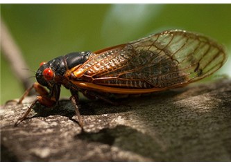 Ağustos böceğinin bacağı en dayanıklı malzeme!