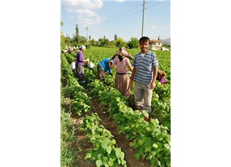 Burdur Çine Ovası Fasulye üreticileri dertli