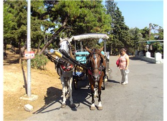 Büyükada'nın iki Beygir gücündeki Faytonları