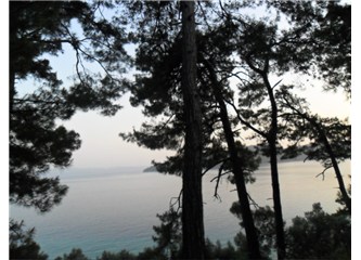 Ağlama ağacım