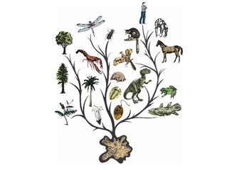 Charles Darwin’in evrim teorisi ile yaratılışçıların “akıllı tasarım” kuramları arasındaki kavga