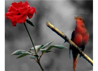 İhanet /haiku
