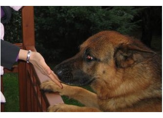 Ölen köpeğimle iletişim