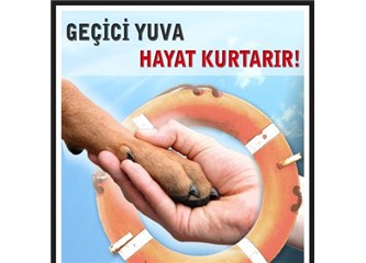 Evde geçici yuva olarak hayvan bakın
