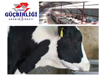 Kapanan Mezbahanenin İlk Kurbanı Güçbirliği Oldu.