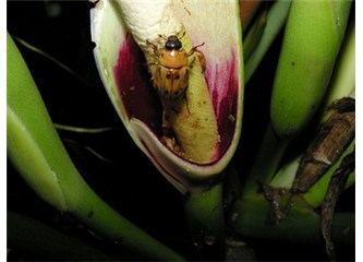 Böcekleri sıcak karşılayan bitki…