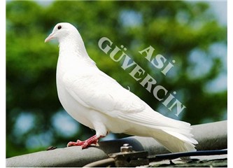 Düşündüm taşındım…