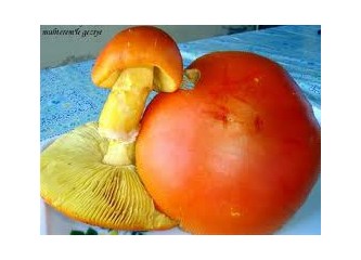 Yumurtalı mantar