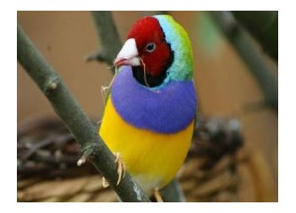 Kuşların gözlerindeki muhteşem özellikler evrimle oluşamaz