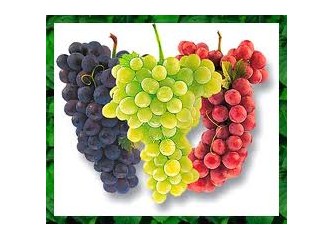 Üzümdeki etken Madde Resveratrol :