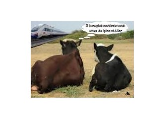 Öküzün trene duyduğu aşkta son...