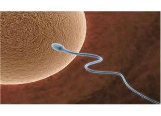 Tüp bebekte sperm tedavisi