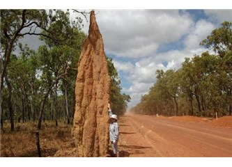 Kör termitler nasıl gökdelen inşa ederler? Resimler