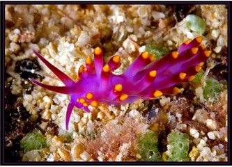Denizaltında harika renklerde yaratılan Nudibranchlar…