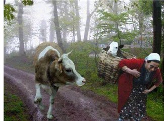 Ana gibi yar