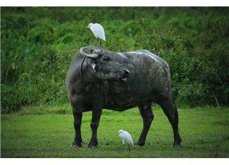 Chitwan Vahşi Yaşam Parkı'nda Gergedan kovalamaca