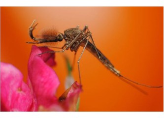 Kuran’da dikkat çekilen bir hayvan: Sivrisinek