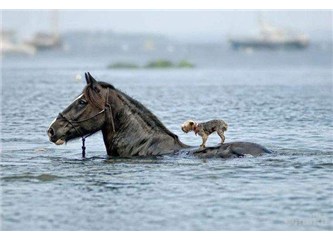 Yardımı reddediyoruz ama yardımlaşmayı değil; çünkü yardım dilencilik, yardımlaşma insanlık