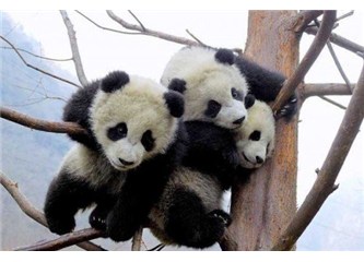İskoçya'da panda olmak varmış.