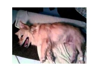 Köpekte Eklampsia (köpeklerde hipokalsemi)