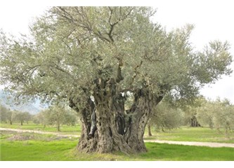 Asırlık zeytin ağacı