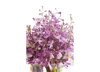 Biyomedikal bitkiler XIX; Salep orkidesi (Orchids Anatolica)