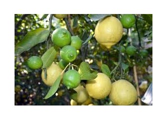 Beyaz limon ve özellikleri...