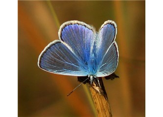 Uzun kuyruklu mavi kelebek -  Rüzgâr