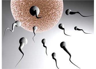 Embriyo savaşı...