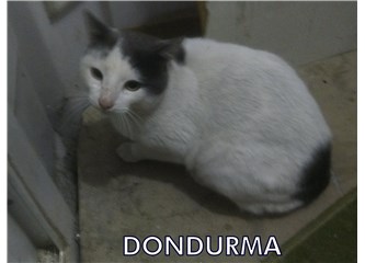 Bir kedi öldürdüm!