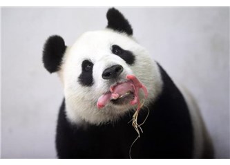 Panda ve kedilerde annelik duygusu  
