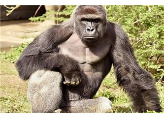 Harambe'ı neden vurdunuz?