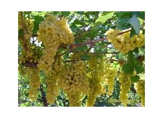 İlkbaharda üzümlerin beslenmesi - ipuçları ve püf noktaları İlkbaharda üzümlerin beslenmesi - ipuçları ve püf noktaları