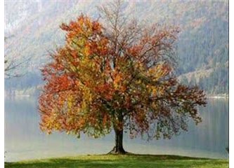 Gitmek için gelir, bütün üzüntü ve acılar...