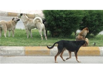 Bahçenizde başıboş köpekler var