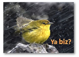 Yalnız olmadığını bilip kim bilir nasıl tespih ediyor?