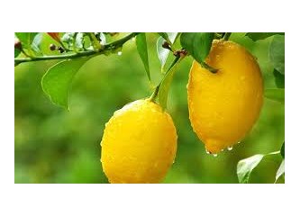 Limonlu su yaşlanmayı geciktiriyor mu? limon nasıl bir besin?