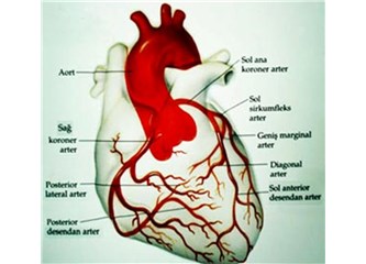 kalp sağlığı blogları)