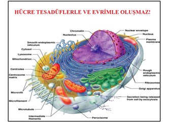 20 saniyede öğrenin, “hücre neden tesadüfen oluşmaz”!