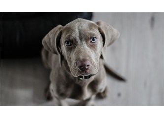 Köpeğin Adı Badi-22