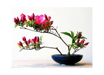 "Abla" Grubu, Japonya'daki Beşinci Günlerinde, Nara'ya Gider