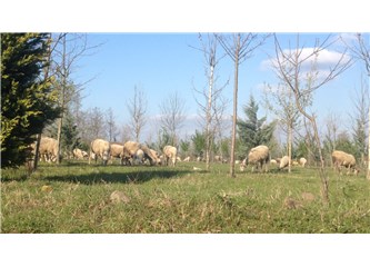 Al Sana Doğal Hayat