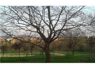 Yeni Köşe Yazıları / Dokunma Artık Koruma!